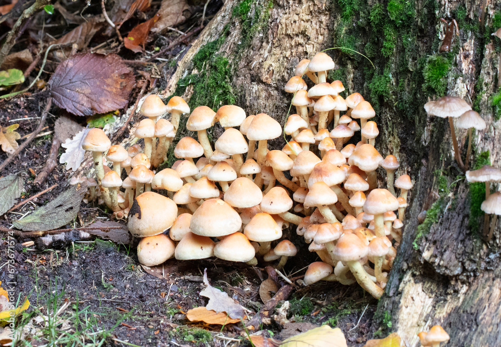 Group of brown mushrooms in a forest at autumn Group of brown mushrooms in a forest at autumn