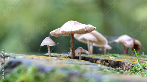 Foto Group of brown mushrooms in a forest at autumn