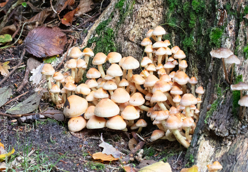 Group of brown mushrooms in a forest at autumn