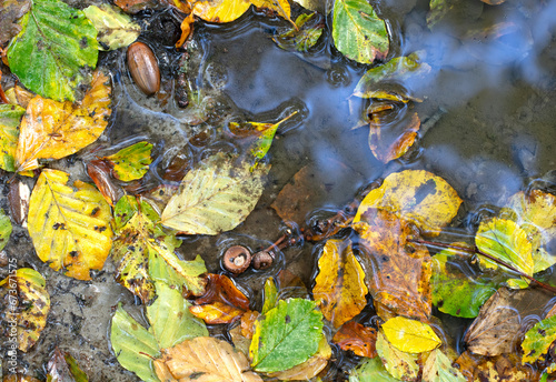 Wet autumn leaves on ground, nature background