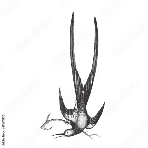 Fork-tailed woodnymph (Thalurania furcata). Doodle sketch. Vintage vector illustration.