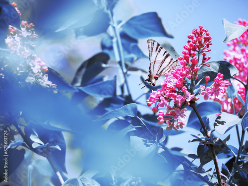 Obraz na płótnie Butterfly machaon at the purple lilac w salonie