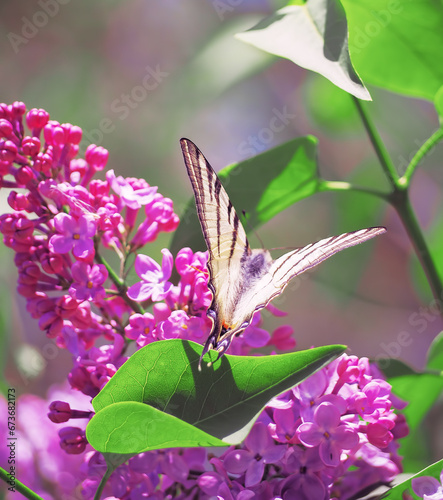 Butterfly machaon at the purple lilac