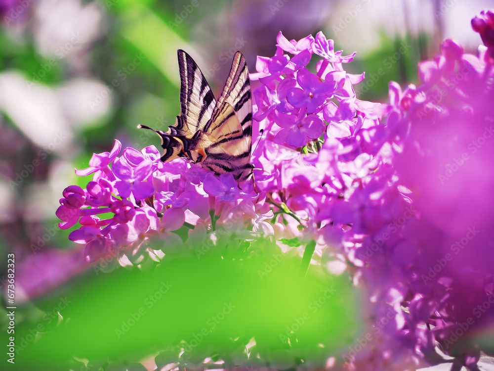 Butterfly machaon at the purple lilac Butterfly machaon at the purple lilac