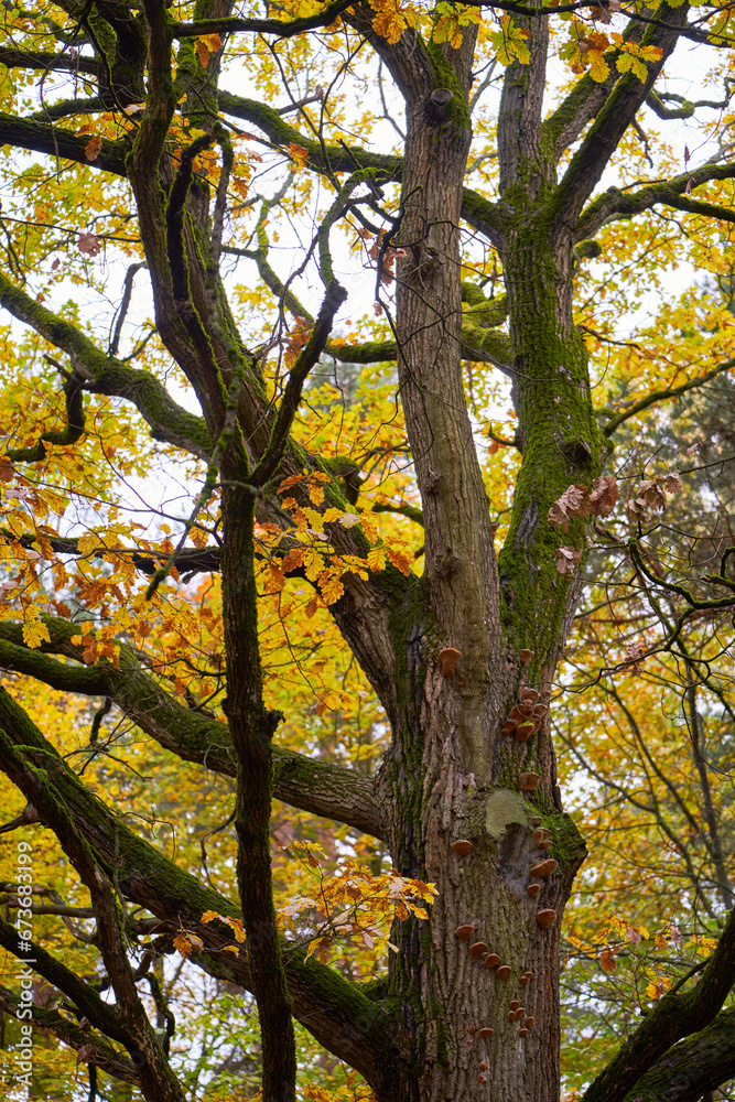 Tree with yellow leaves against the background of the autumn forest. Tree with yellow leaves against the background of the autumn forest.