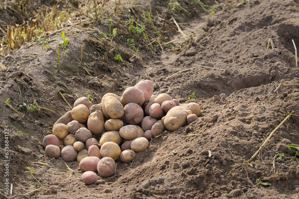 Newly harvested multicolored potatoes in farm field