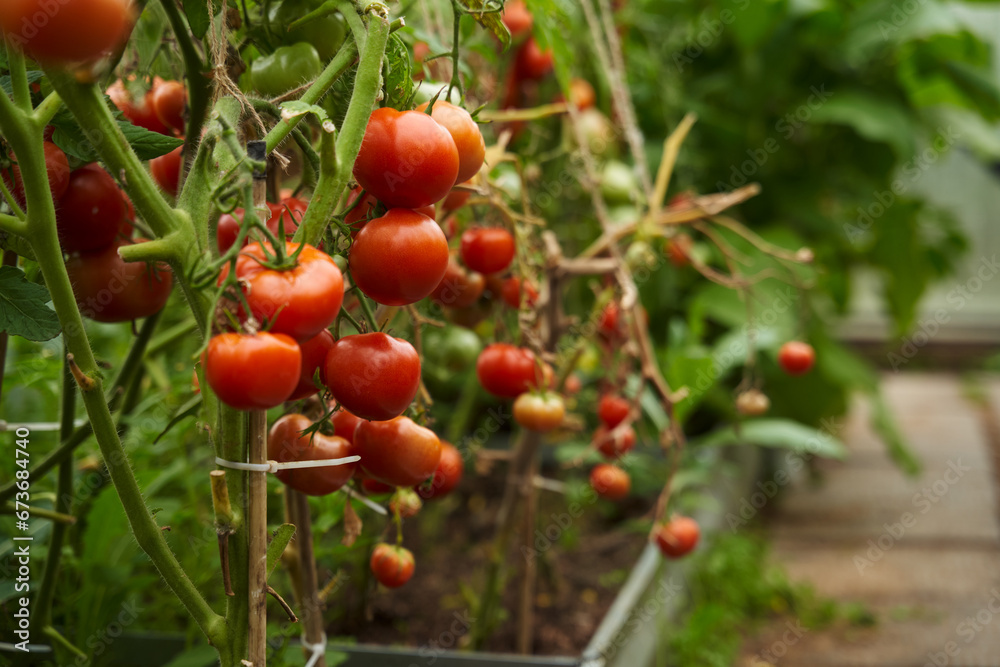 Red tomatoes on a branch in a greenhouse.