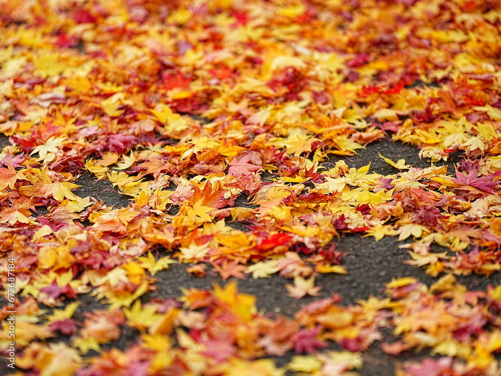 秋の平岡樹芸センター紅葉風景
