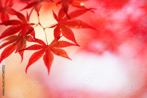 秋の平岡樹芸センター紅葉風景