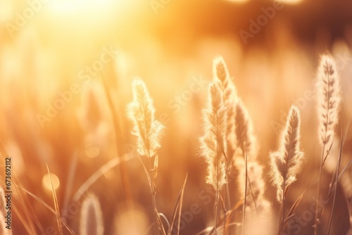 Close up Wild gold color of grass in the forest at sunset in the summer time. © Moon Story