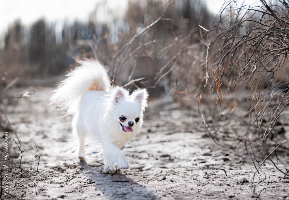 chihuahua in nature