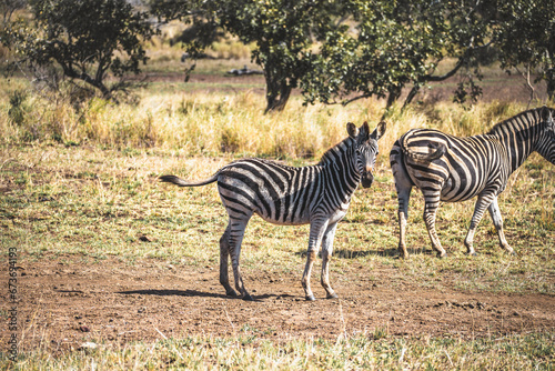 Wild zebra close ups in Kruger National Park, South Africa