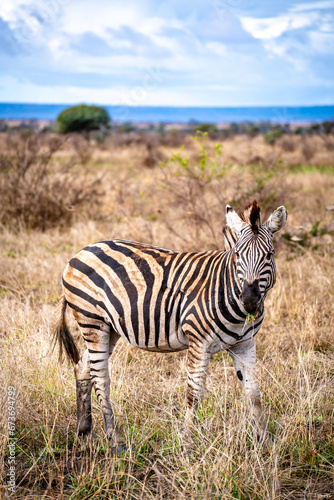 Wild zebra close ups in Kruger National Park  South Africa