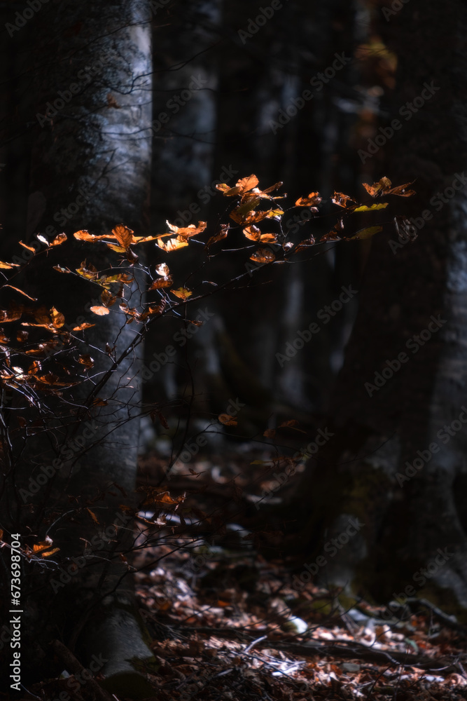 Autumn Autumn