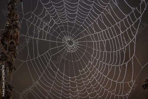 Spider web and dew drops. Details in nature