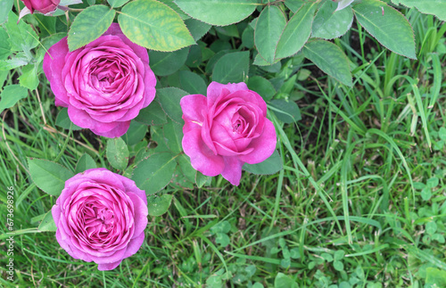 Beautiful purple roses bloom in the summer garden.