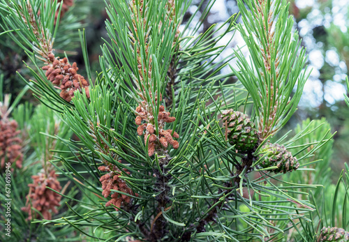 Young cedar cones on the branches. Stage of ripening of cedar cones.