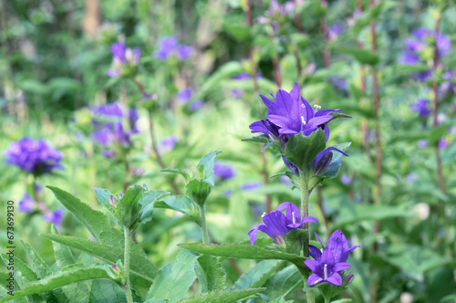 Campanula glomerata or bluebell blooms in the summer garden.