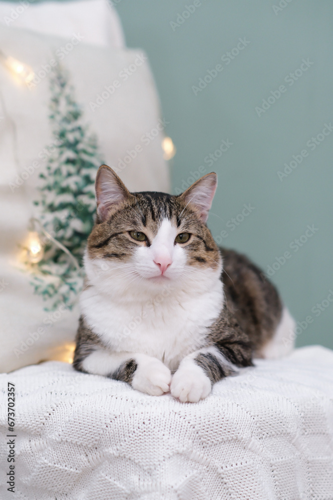 Animal in interior. Brown white cat lying on chair. winter decoration. Christmas time.