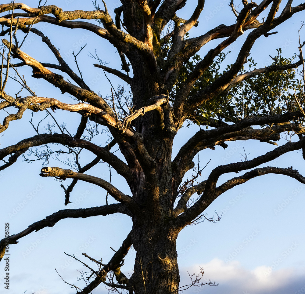 Fototapeta premium Textured background of old wood against blue sky. It has an unforgettable and unusual look.