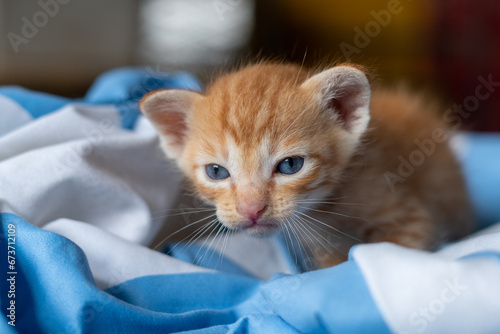 Yellow tabby kitten aged 4 weeks.