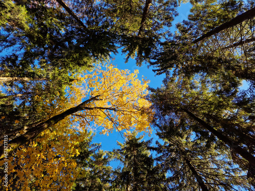 Autumn view of yellow maple and green spruces against the blue sky