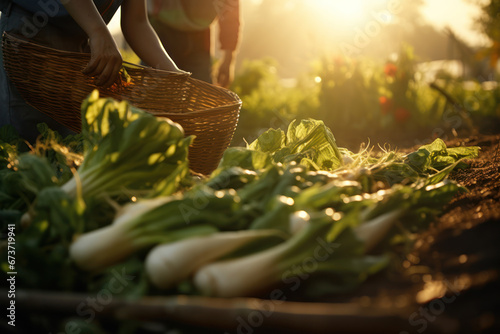 Organic vegetables being harvested under soft, diffused sunlight during the golden hour. Natural clean light and inviting scene with copy space. Generative AI