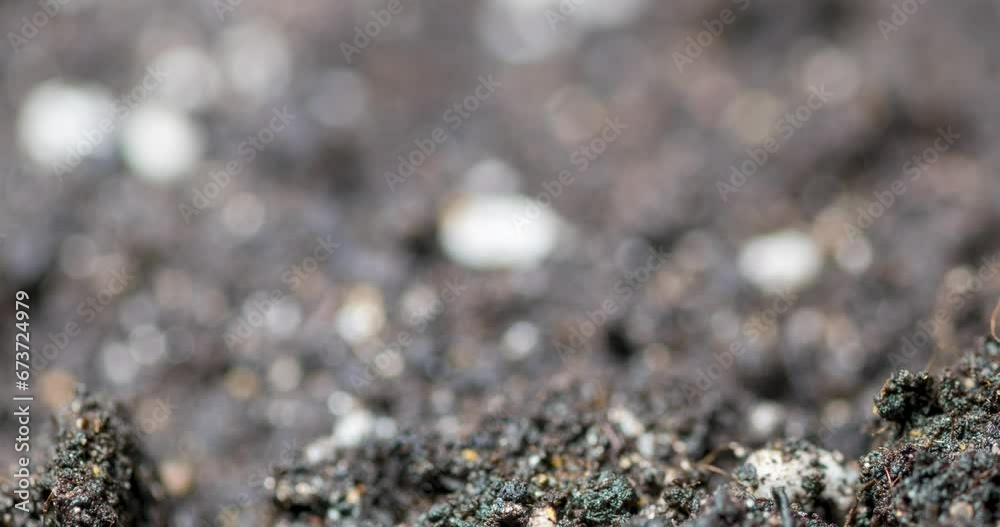 Fresh grass growing macro time-lapse. Closeup of germination and growth of tiny grass cereal crop. Wheat, oats or barley culture. Healthy vegan food concept. Motorised panoramic movement. Fresh grass growing macro time-lapse. Closeup of germination and growth of tiny grass cereal crop. Wheat, oats or barley culture. Healthy vegan food concept. Motorised panoramic movement.