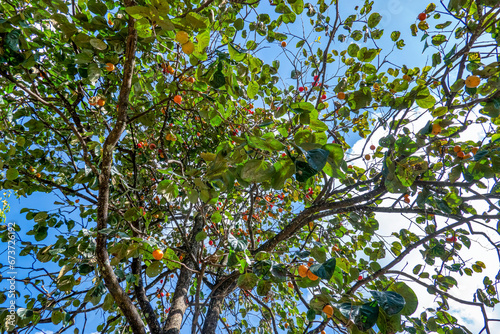 Diospyros kaki fruit or Persimmons are exposed to the sun and natural wind li...