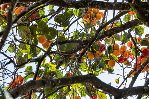 Diospyros kaki fruit or Persimmons are exposed to the sun and natural wind like the Japanese and Korean Hoshigaki method, Da Lat, Vietnam. Hong Treo Gio photo