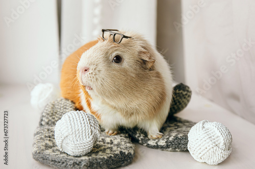 Concept of how to care for your  senior guinea pig. The guinea pig or domestic guinea pig, Cavia porcellus also known as the cavy or domestic cavy. Old pet wearing glasses. photo