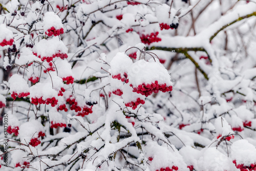Viburnum branches covered with snow with red berries in winter