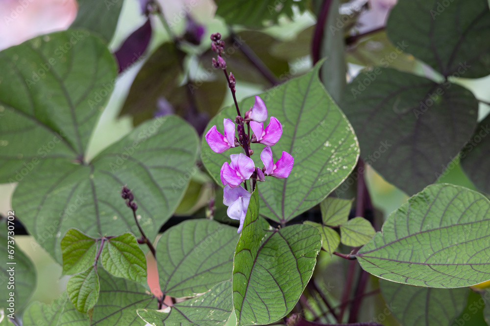 Φωτογραφία フジマメ　（学名：Dilichos Lablab）が開花。生薬名：ヘンズ　別名：センゴクマメ
