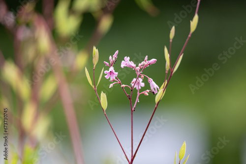 ラフマ（学名：Apocynum venetum ）の花が開花：葉を茶に利用する