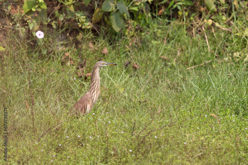 Indian Pond Heron, n the nature swamp habitat, india odisha. Bird in the green flower in march. Brown heron from Asia.