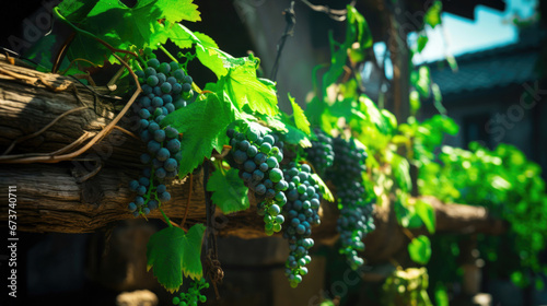 Close View of Ripe and Juicy Green Grapes on a Vine in a Vineyard © Graphics.Parasite