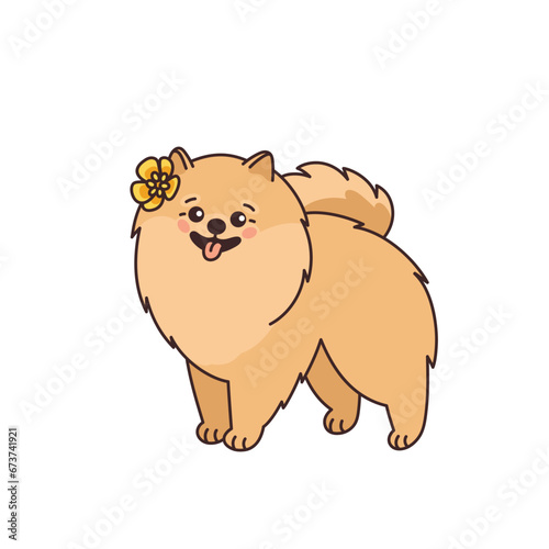Cute Pomeranian spitz with yellow flower. Funny pet in kawaii style. Small purebred doggy, canine animal smiling. Zwergspitz. Vector illustration in flat style isolated on white background