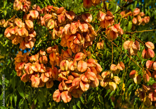 Koelreuteria bipinnata , also known as Chinese flame tree, Chinese golden-rain tree in Israel. photo