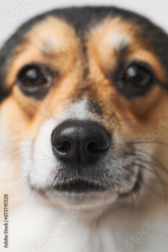Pembroke Welsh Corgi on studio background, close-up portrait of dog muzzle © amixstudio