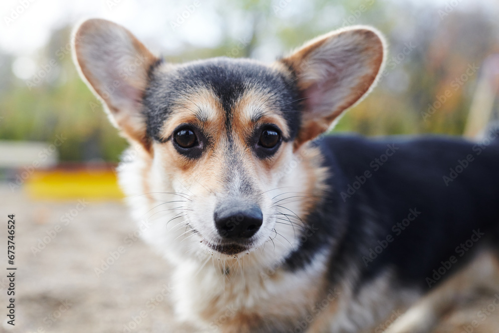 Pembroke Welsh Corgi on a walk. Portrait of a dog in the autumn park Pembroke Welsh Corgi on a walk. Portrait of a dog in the autumn park