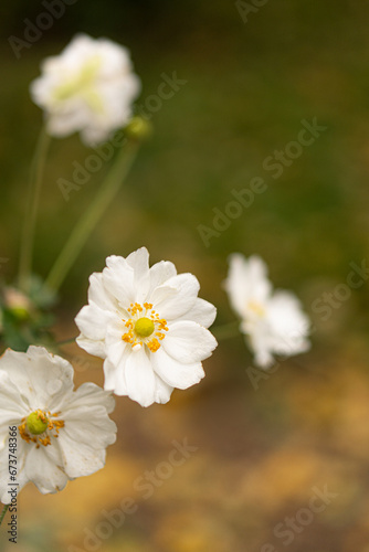 White flowers in autumn closeup