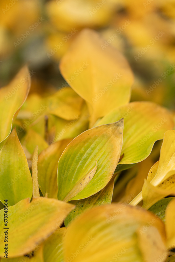 Obraz premium Autumn yellow bushes. Place for text