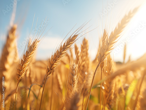 golden wheat field