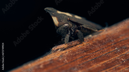 Details of a black enchenopa walking through a wood. photo