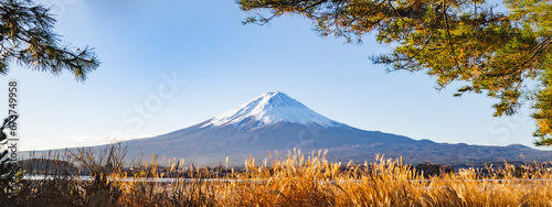 Mountain fuji with gold pine trees and gold grass with clear blue sky, landscape of japan volcano in the autumn and clear sky day looking refreshing. photo