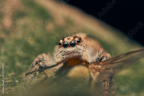 Details of a jumping spider eating perched on a green leaf.