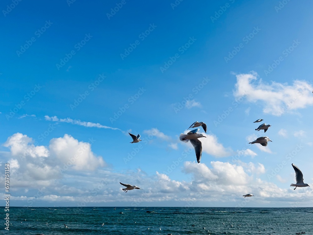 Fototapeta premium Flying seagulls at the seashore , blue sky with white clouds, big seagulls