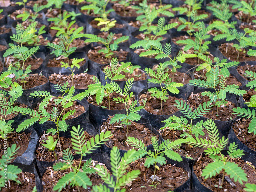 Obraz premium Sengon (Albizia falcataria) seedling grow well in the nursery in Yogyakarta, Indonesia