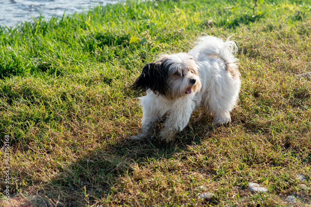 Bever Yorkshire Terrier walks outdoor, funny, dirty and ungroomed Bever Yorkshire Terrier walks outdoor, funny, dirty and ungroomed