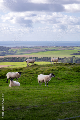 Sheep in a field on the South Downs in autumn, East Sussex, England, and a view of the English Channel. Walking on the South Downs way.
